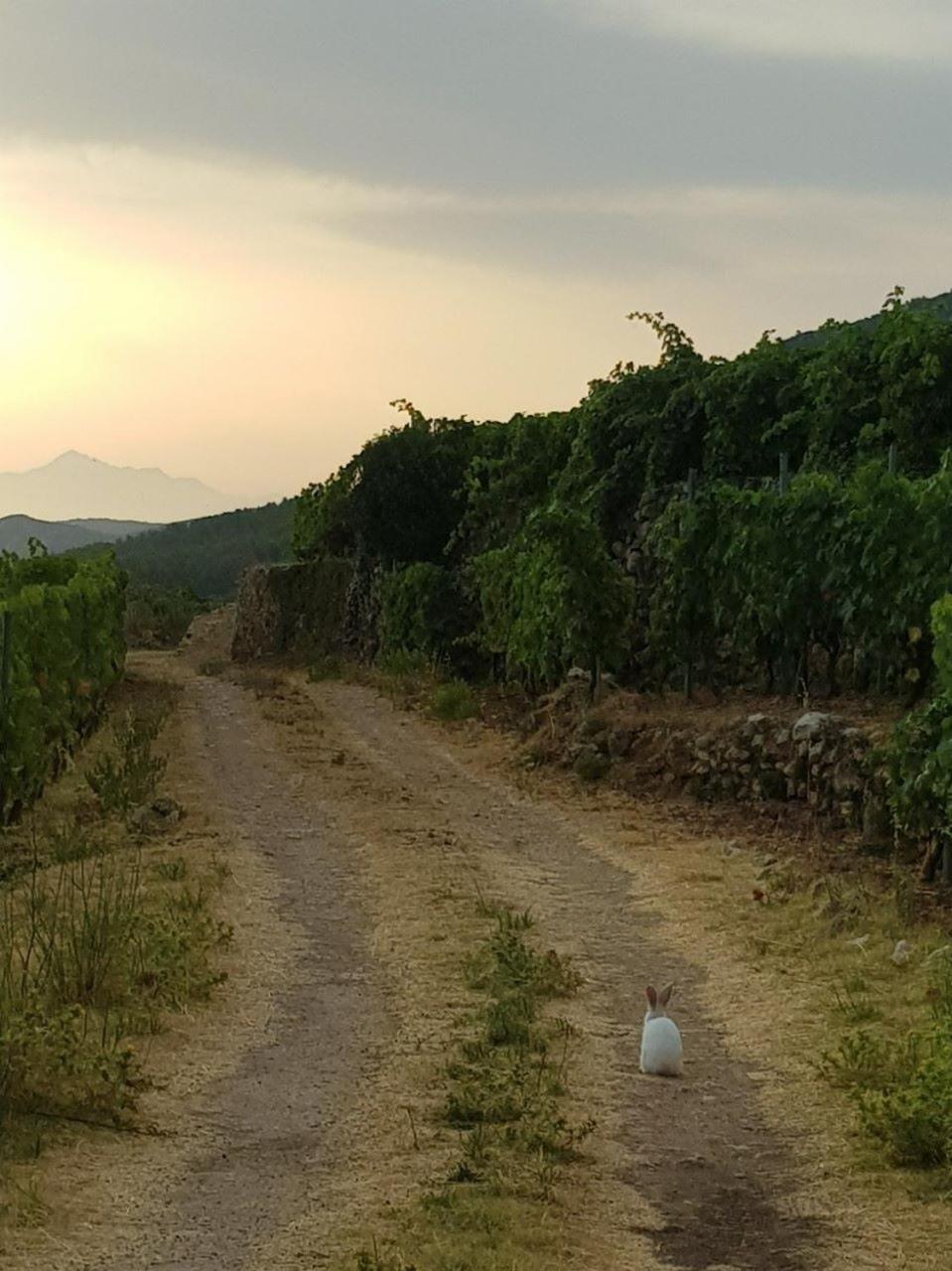 Hvar Architect'S House Pitve エクステリア 写真